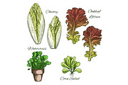 Salads and leafy vegetables vector icons set