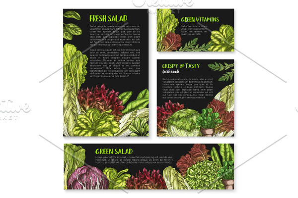 Salads and leafy lettuce vector templates posters