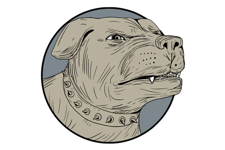 Rottweiler Guard Dog Head  in Illustrations - product preview 8