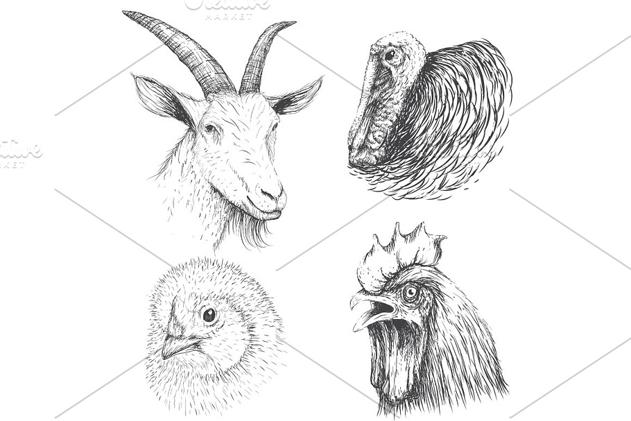 Farm animals in Illustrations - product preview 8