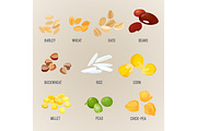 Cereals piles of types colorful flat vector poster