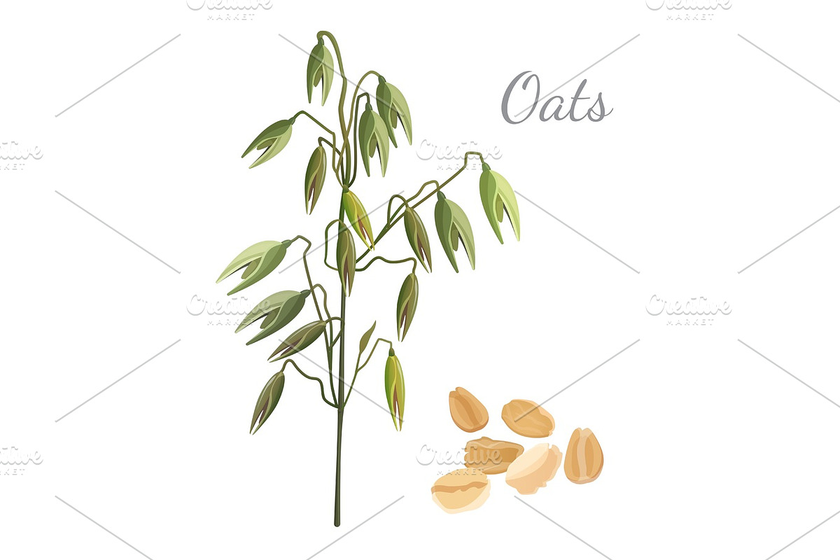 Oats branch and pile of cereals grain on white in Illustrations - product preview 8