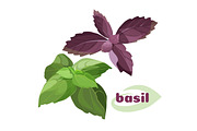 Fresh basil leavesi green purple color bunches isolated on white