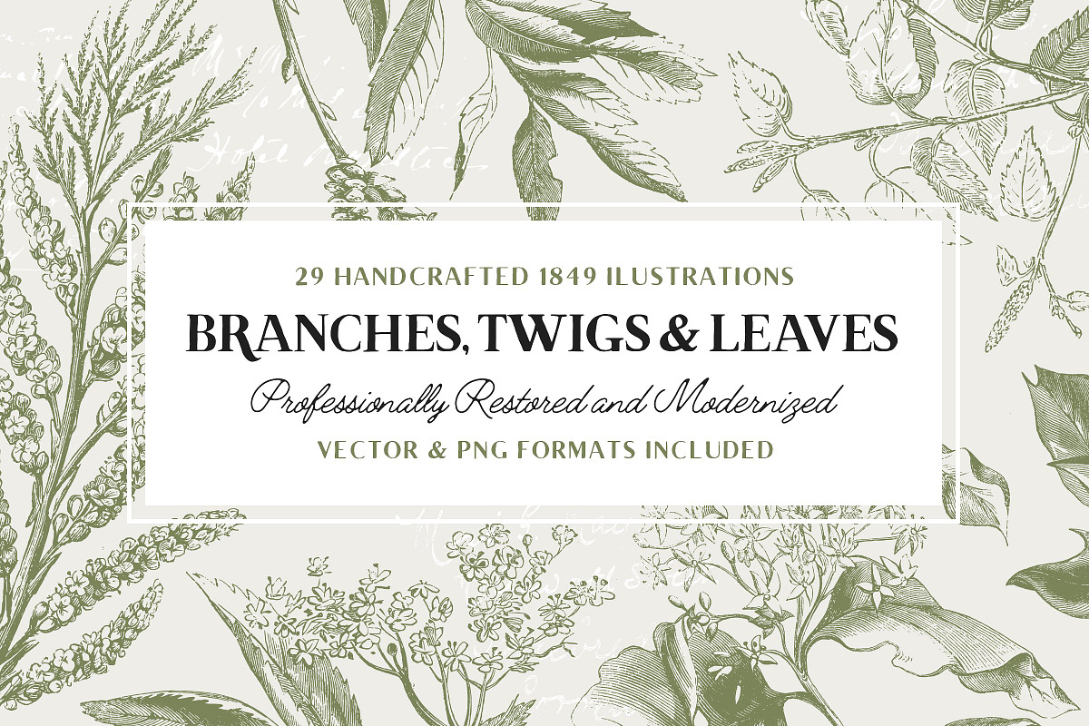29 Branches, Twigs & Leaves (+Bonus) in Illustrations - product preview 8