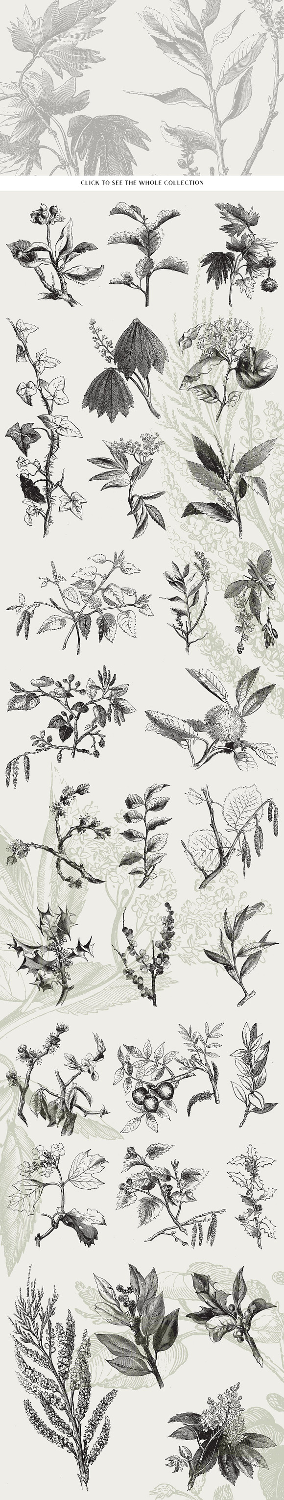 29 Branches, Twigs & Leaves (+Bonus) in Illustrations - product preview 1