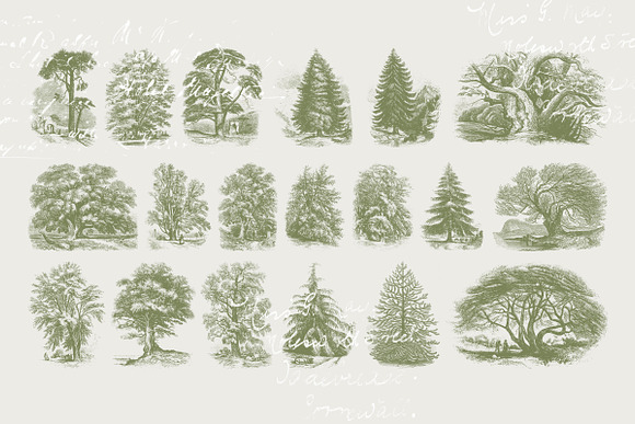 29 Branches, Twigs & Leaves (+Bonus) in Illustrations - product preview 4