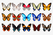 Big Set of Butterflies