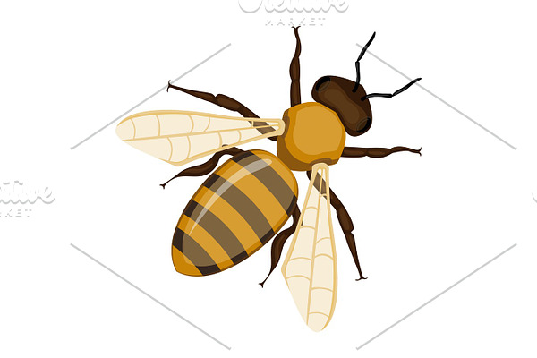 Flying realistic honey bee close-up hand drawn pattern on white