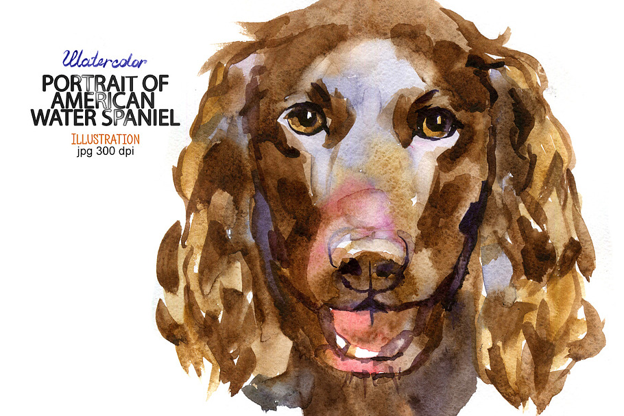 Watercolor American Water Spaniel in Illustrations - product preview 8