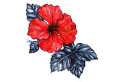 Watercolor red hibiscus flower