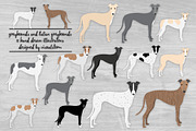 Greyhound & Italian Greyhound Dogs