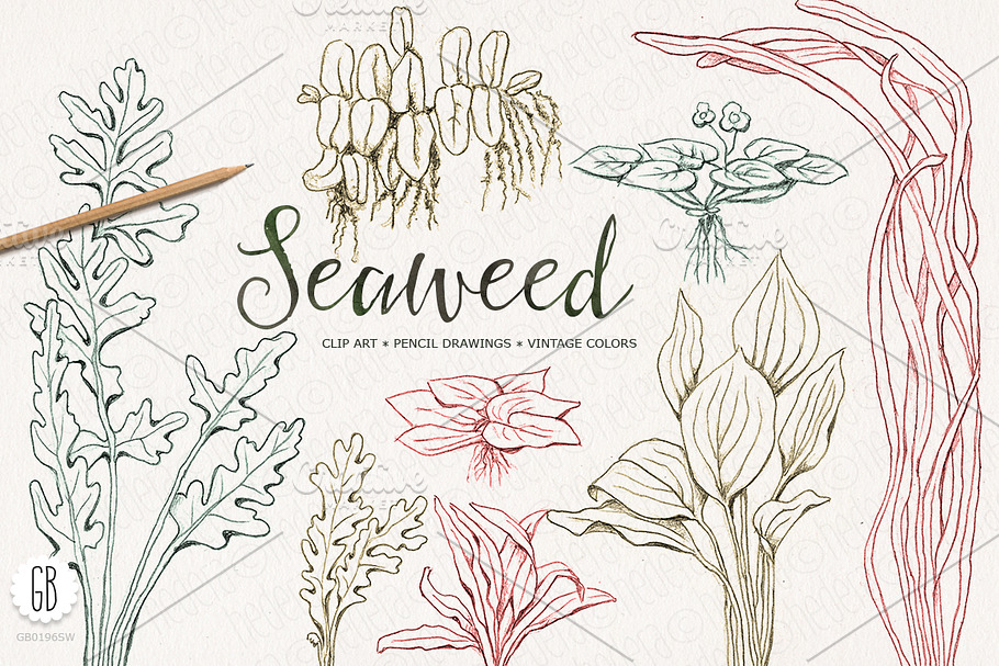 Seaweeds, hand drawn, vintage