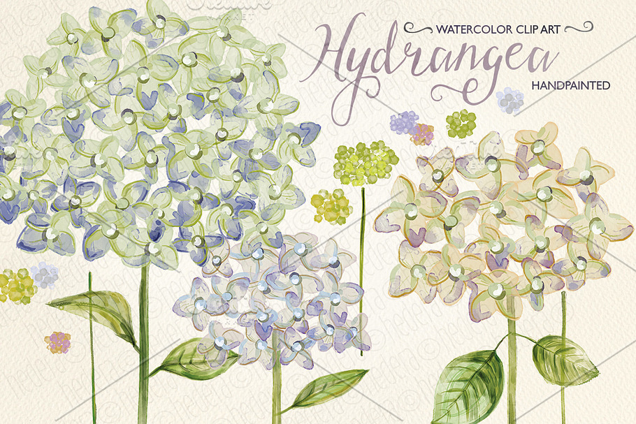 Watercolor hydrangea, hand painted