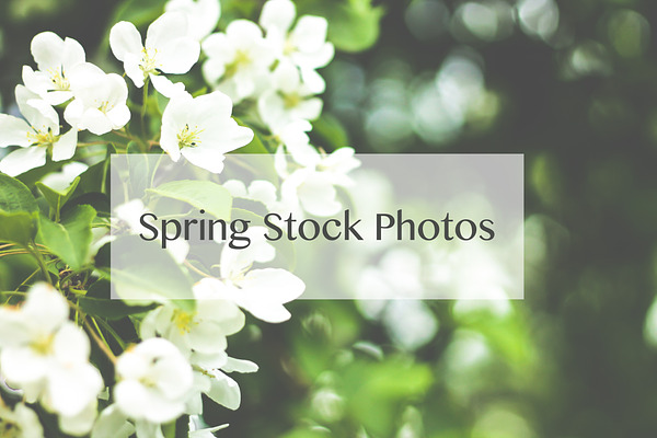 50% SALE Spring Stock Photos 