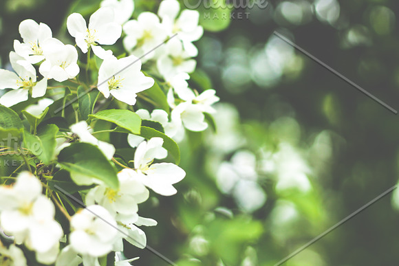 50% SALE Spring Stock Photos  in Mobile & Web Mockups - product preview 7