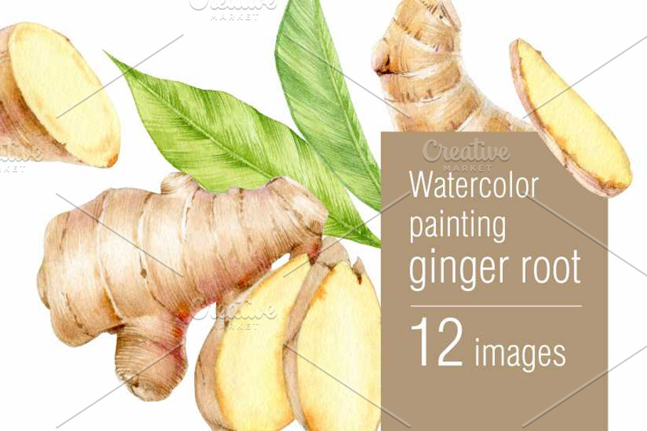 Watercolor ginger root in Illustrations - product preview 8