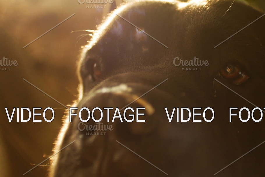 Close up Portrait a Dog Cane Corso with beautiful sun flare