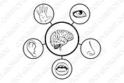 Brain and Five Senses 