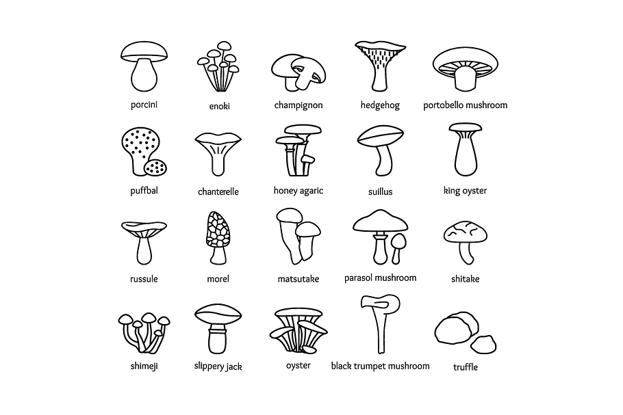 MUSHROOM - vector line icons in Graphics - product preview 8