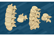 Human spine bones flat isometric