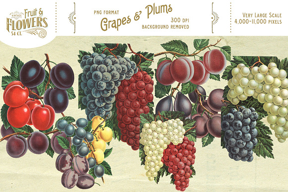 MASSIVE Vintage Fruit and Flowers in Objects - product preview 8