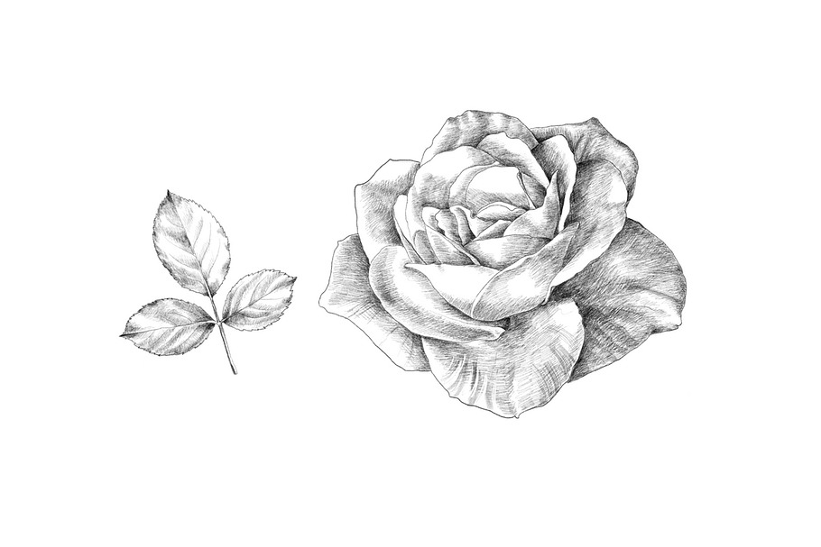 Hand Sketched Roses
