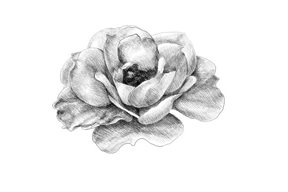 Hand Sketched Roses in Objects - product preview 1