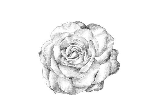 Hand Sketched Roses in Objects - product preview 2