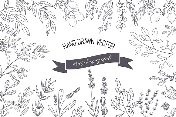 HAND DRAWN NATURAL HERB&LEAF VECTOR in Script Fonts - product preview 1