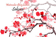 Sakura.Watercolor cherry branch
