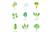 Healthy ingredients for vegetable salad.