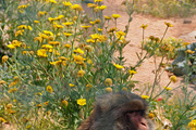 Monkey Yellow Flowers