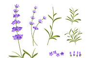 Lavender flowers vector elements