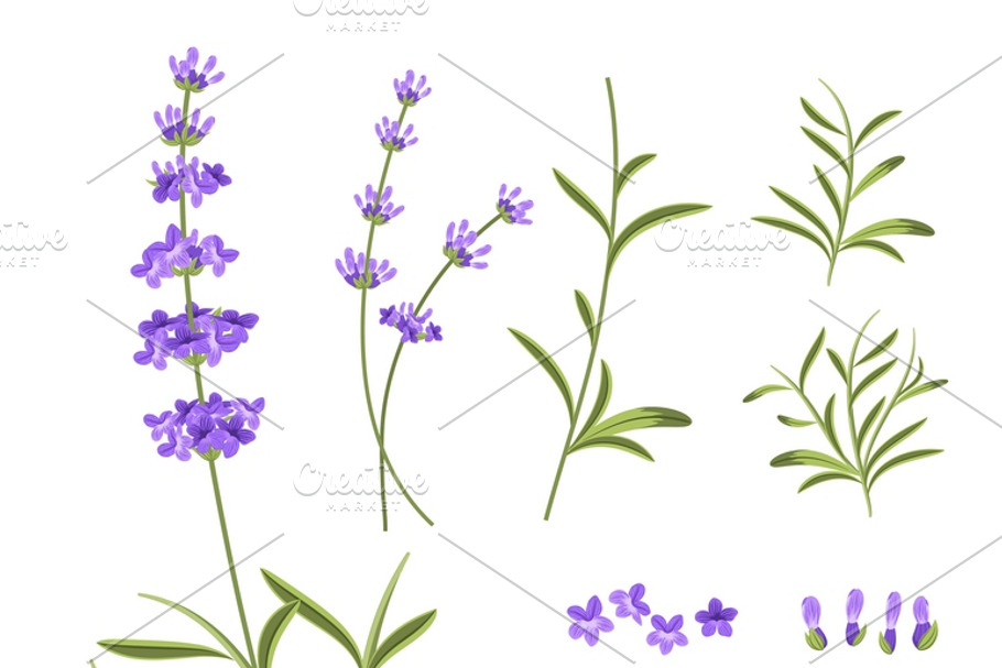 Lavender flowers vector elements in Illustrations - product preview 8