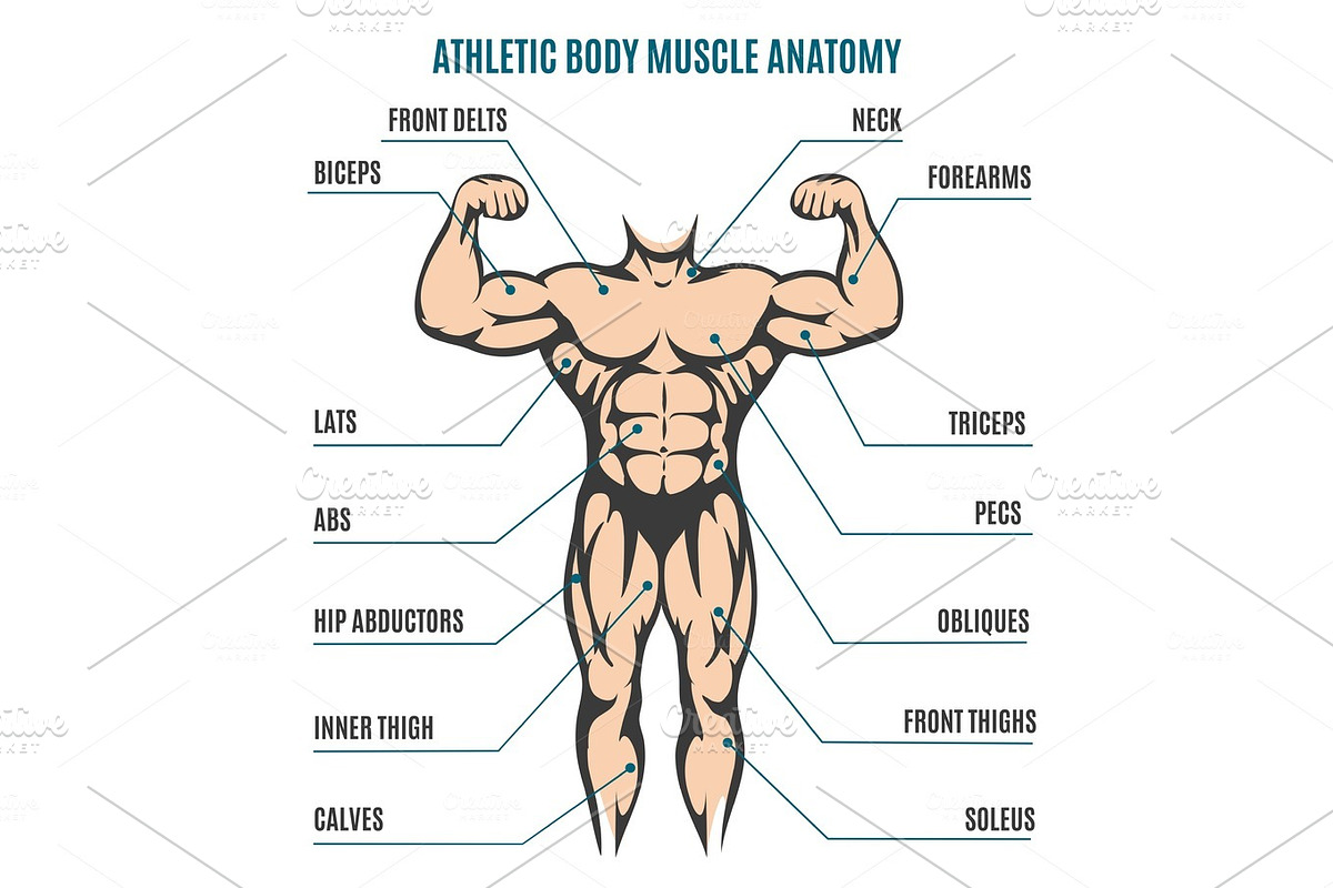 Athletic body man figure muscular anatomy in Illustrations - product preview 8