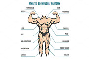 Athletic body man figure muscular anatomy