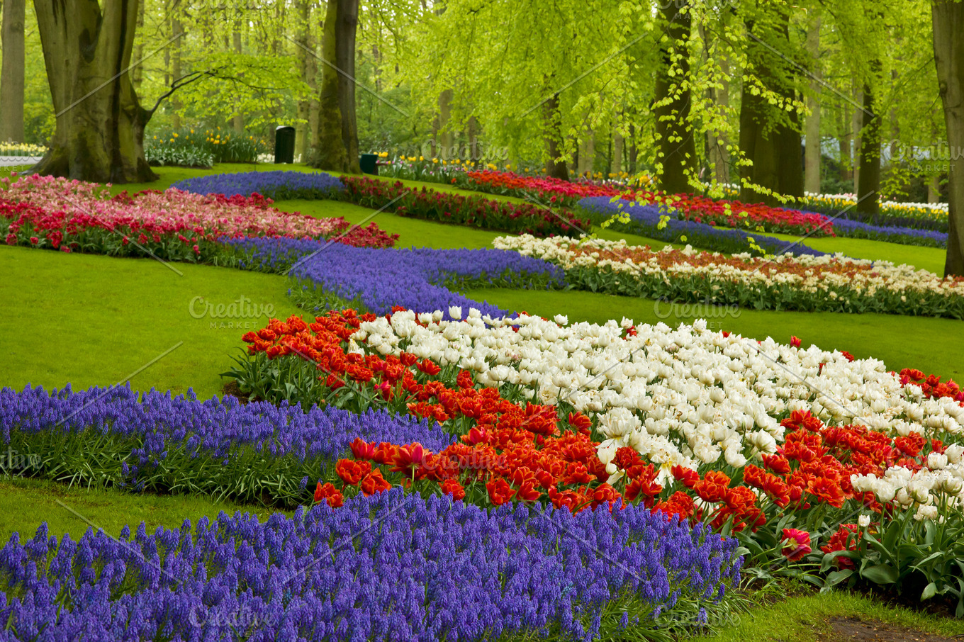 spring flowers in holland garden | High-Quality Nature Stock Photos