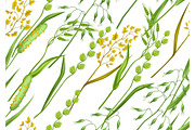 Seamless pattern with herbs and cereal grass. Floral ornament of meadow plants