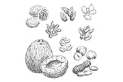 Nuts, grain and seeds vector sketch icons