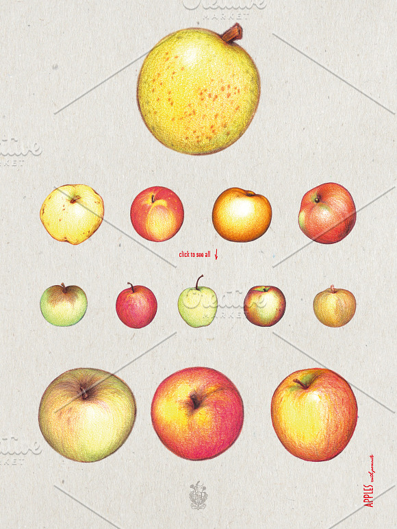 Apples With Colour Pencils + Bonus in Illustrations - product preview 3