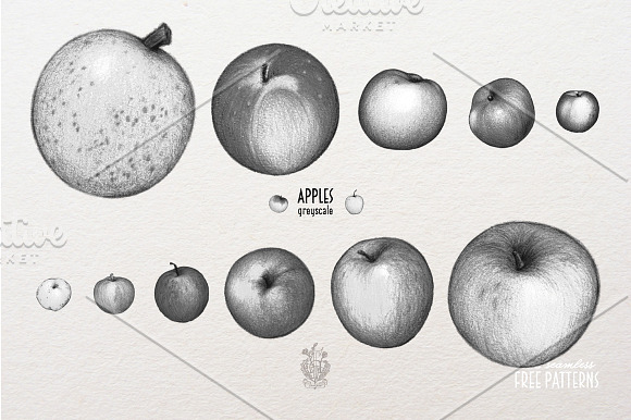 Apples With Colour Pencils + Bonus in Illustrations - product preview 4