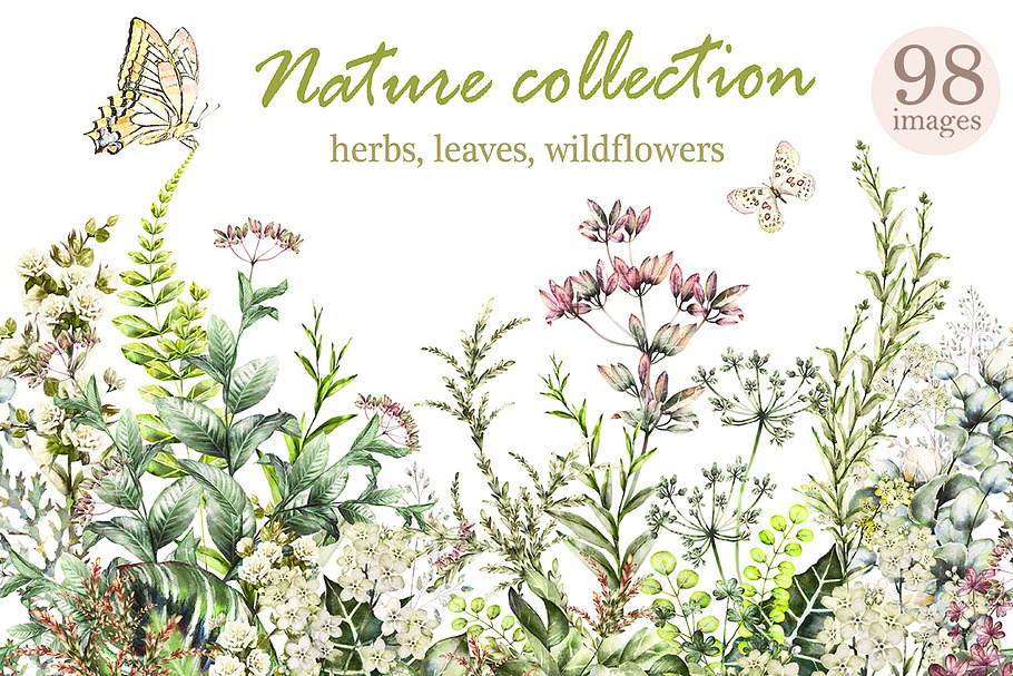 Nature Collection. Wild flowers in Illustrations - product preview 8