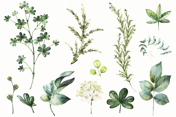 Nature Collection. Wild flowers in Illustrations - product preview 3