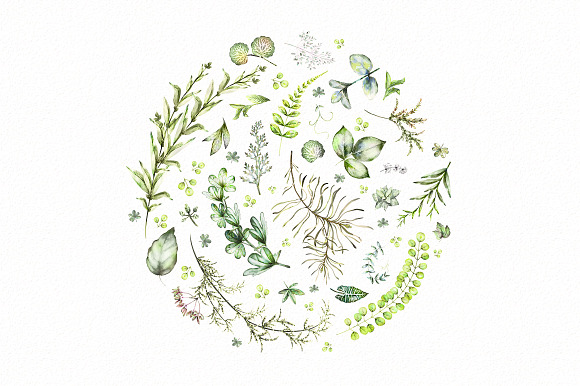 Nature Collection. Wild flowers in Illustrations - product preview 9