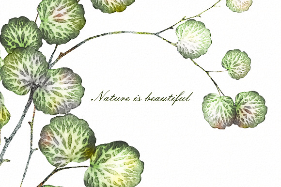 Nature Collection. Wild flowers in Illustrations - product preview 18