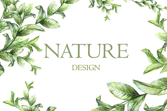 Nature Collection. Wild flowers in Illustrations - product preview 19