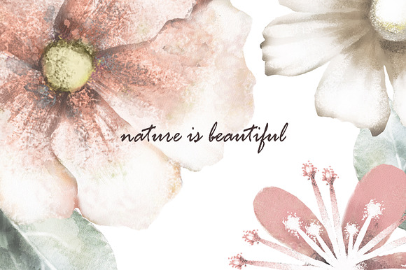 Nature Collection. Wild flowers in Illustrations - product preview 20