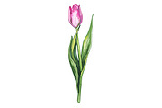 Watercolor tulip flower vector