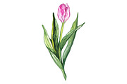 Watercolor tulip flower vector