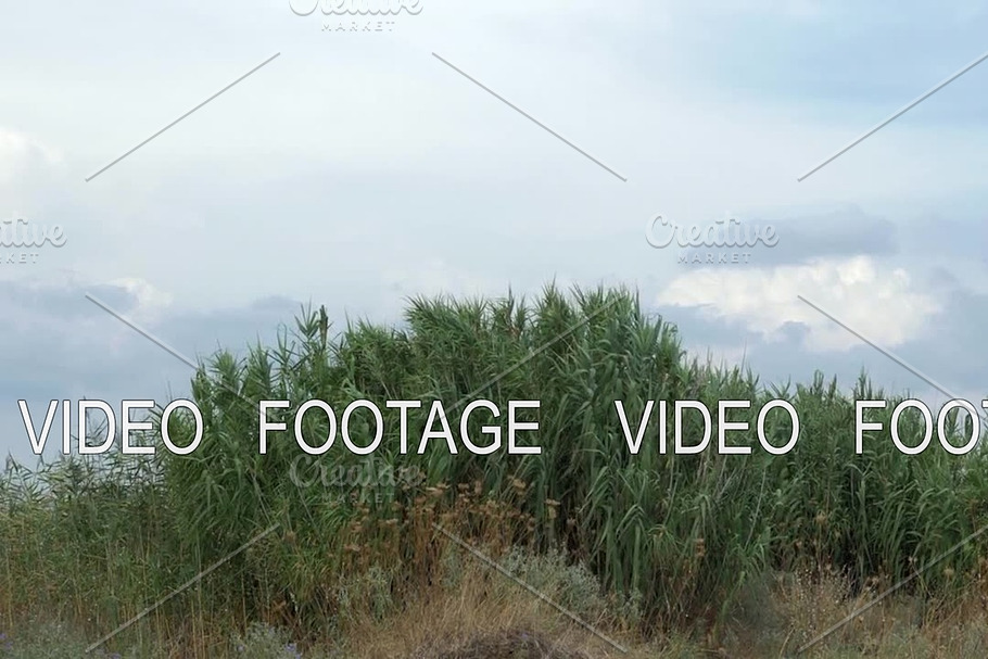 View of agricultural field with tall grass in windy weather at summer in Graphics - product preview 8